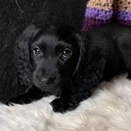 Licorice - Dachshund