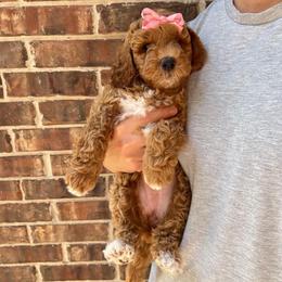 Mocha Latte - Apricot female Goldendoodle puppy in Richmond, Texas from Harper’s Heartbeats