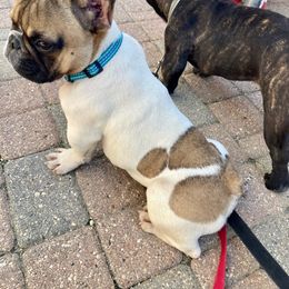 French Bulldog Puppies from Migos Frenchies