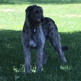 Mac - Irish Wolfhound