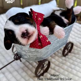 Aspen - Tri-color male Bernedoodle puppy in Orange, Texas from Walk with Me Doodles