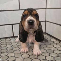 Eve - Black brown and white female Basset Hound puppy in Big Rapids, Michigan from Basket Hound Bassets