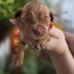 Crackle - Apricot male Goldendoodle puppy in Decatur, Tennessee from Diamond's Doodles
