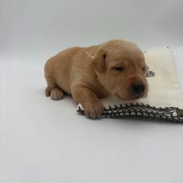 Dark Pink - Yellow female Labrador Retriever puppy in Heath Springs, South Carolina from Rich Hill Retrievers