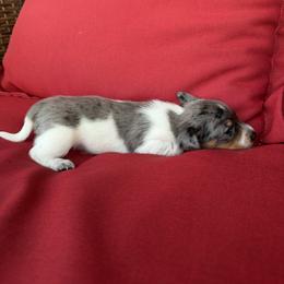 Dachshund Puppies from BJGM Dachshunds