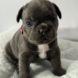 French Bulldog Puppies from Puget Sound Frenchies