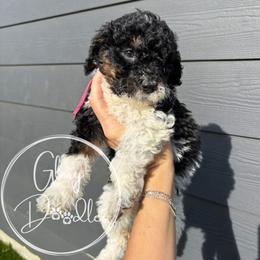 Pink - Tri-color female Bernedoodle puppy in Rockwall, Texas from Glory Doodles