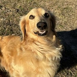 Dachshunds from Bonded Oaks Doxies