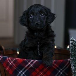 Holly - Black phantom female Aussiedoodle puppy in Casa, Arkansas from Blue Diamond Puppies