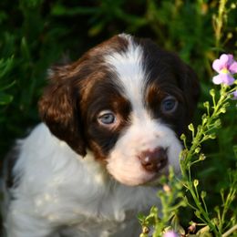 Walker - Liver and white male Brittany puppy in Hollidaysburg, Pennsylvania from Royal Flush Farms