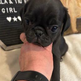 Black female - Black female Pug puppy in Norborne, Missouri from Pug Palace