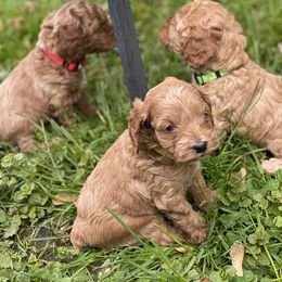 Cockapoo and Rottweiler Puppies from RJ Rotts - Beachy Family Cockapoos