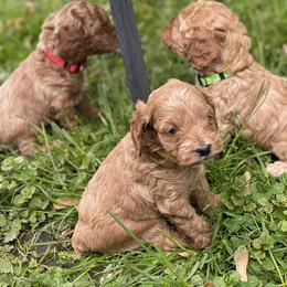 Cockapoo and Rottweiler Puppies from RJ Rotts - Beachy Family Cockapoos