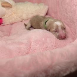 Green - Cream male Dachshund puppy in Bristol, Tennessee from It's Mini Wieners Baby