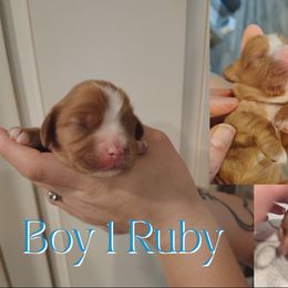 Ruby Boy 1 - Ruby male Cavalier King Charles Spaniel puppy in Rockville, Maryland from Skais the Limit Cavaliers