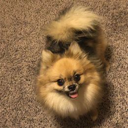 Harley - Pomeranian