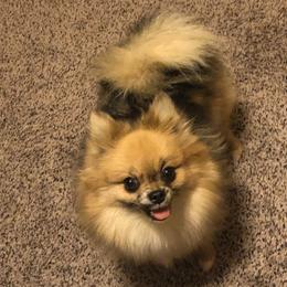 Harley - Pomeranian