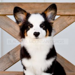 Bodhi - Black and tan male Pembroke Welsh Corgi puppy in Santaquin, Utah from Blacktail Mountain Corgis
