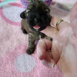 Lily - Red sable female Havanese puppy in Cleveland, Texas from 7th Heaven Havanese of Texas