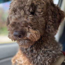 Cockapoo puppies from Avery Doodle Day LLC