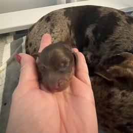 Dachshund Puppies from Pretty Painted Mini Doxies