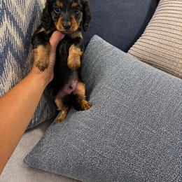 Onyx - Black and tan male Dachshund puppy in Arcadia, California from Cruz Industries - Dachshund Company & French Bulldog Company