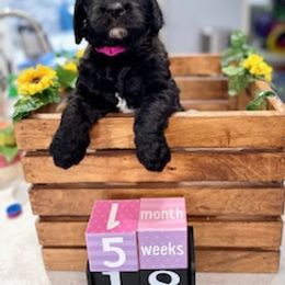 Goldendoodle Puppies from Only Loving Pups