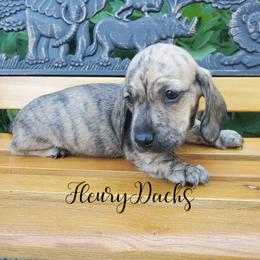 Dachshund Puppies from FleuryDachs
