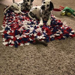 Dalmatian Puppies from Revere Dalmatians