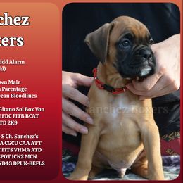 Red Collar - Fawn male Boxer puppy in Spring, Texas from Sanchez Boxers