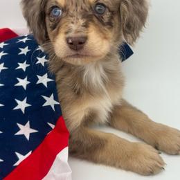 Basil - Brown merle male Aussiedoodle puppy in Austin, Texas from Doodles of Central Texas