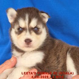 Girl 2 - female Siberian Husky puppy in Manilla, Iowa from Bruck's Siberian Huskies
