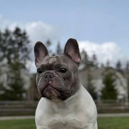 Passion - French Bulldog
