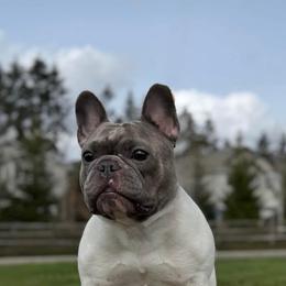 Passion - French Bulldog
