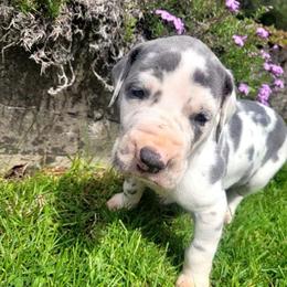Female 1 - Blue and white female Great Dane puppy in Columbia Stat, Ohio from Rocky Road Chocolate Danes