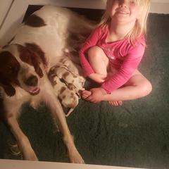 Clumber Spaniel and Irish Red and White Setter Puppies from NyaStar & Chequamegon