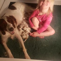 Clumber Spaniel and Irish Red and White Setter Puppies from NyaStar & Chequamegon