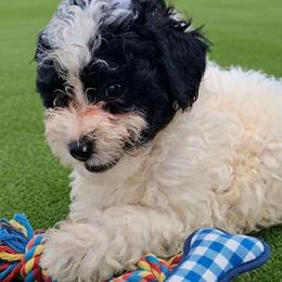 Mikey - Black and white male Companion Cross puppy in Macon, Georgia from Shipoo Lane