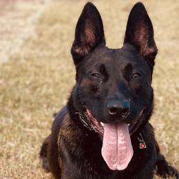 Belgian Malinois and xDutch Shepherd All Grown Up from Alliance K9