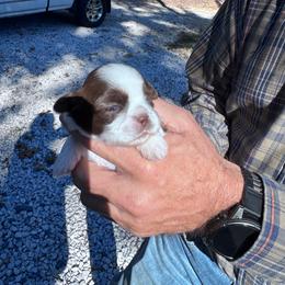 Sundae - Liver and white male Shih Tzu puppy in Toccoa, Georgia from Shorkie & Shih Tzu Haven