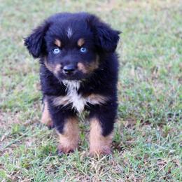 Rory - Black tri male Miniature Australian Shepherd puppy in Paris, Texas from Kuttin’ Up Mini Aussies