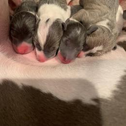 Italian Greyhound Puppies from Coccolare Italian Greyhounds