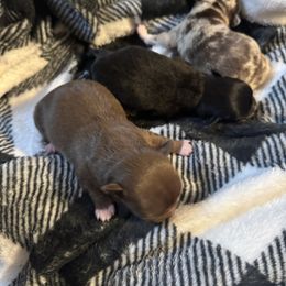 Vixen - Chocolate female Chihuahua puppy in Breese, Illinois from Casey's Chihuahuas and mini Dachshunds