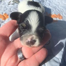 CHAI - White black and tan male Papillon puppy in Hollister, Missouri from Swan Creek Kennel