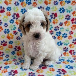 Parsley - male Cavapoochon puppy in North Lawrence, Ohio from Liberty Pups