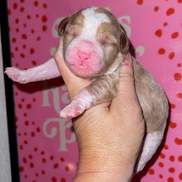 Marshmallow - Red  female Goldendoodle puppy in Hopkins County, Texas from Boutique Doodles