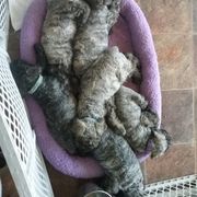 Bouvier des Flandres Puppies from Always Bouviers