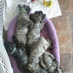 Bouvier des Flandres Puppies from Always Bouviers