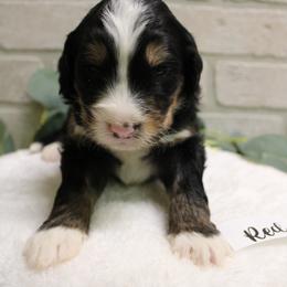 Red female - Tri-color female Bernedoodle puppy in Mississippi from Ewing Acres