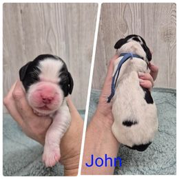 John - Black and white male English Springer Spaniel puppy in Freeland, Michigan from McNally's Springer Spaniels